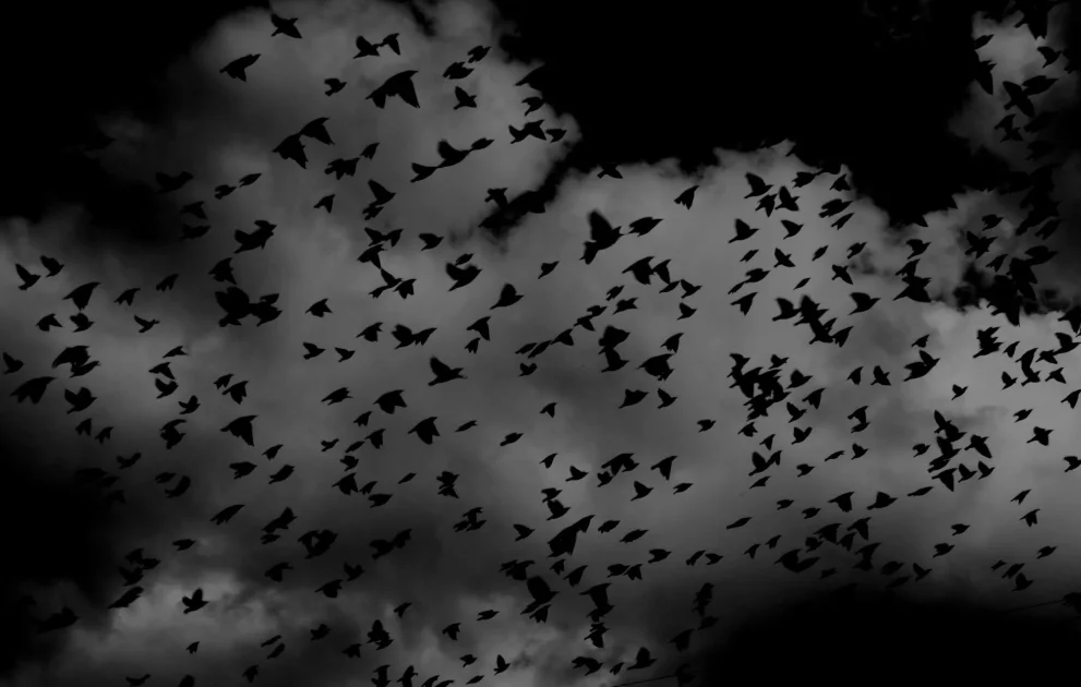 Flock of dark birds flying across cloudy sky, creating a dramatic and symbolic dreamlike scene