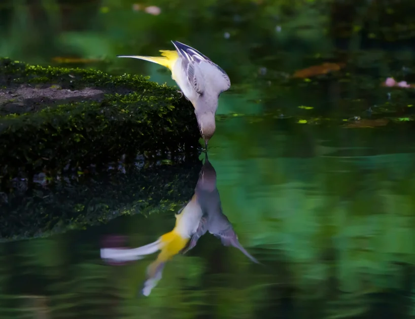 Bird leaning over water with reflection visible, symbolizing self-reflection and inner awareness