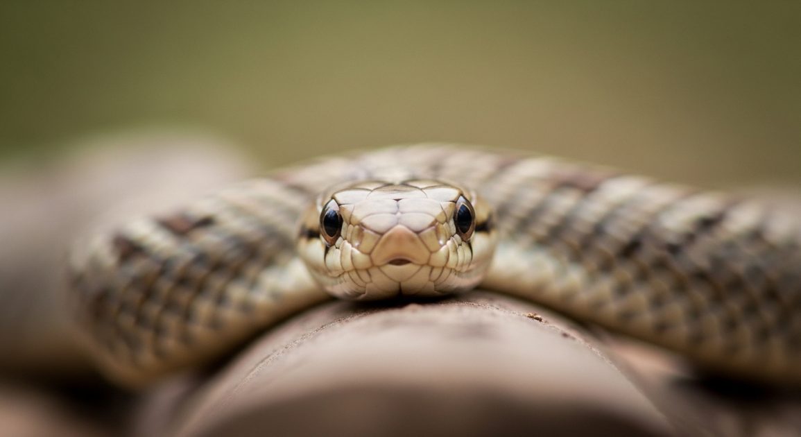A snake resting on a branch or ground, facing toward the viewer.