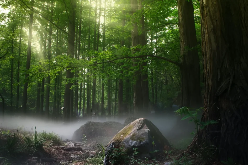 Sunlight filtering through a peaceful forest with mist, symbolizing calm, clarity, and natural healing