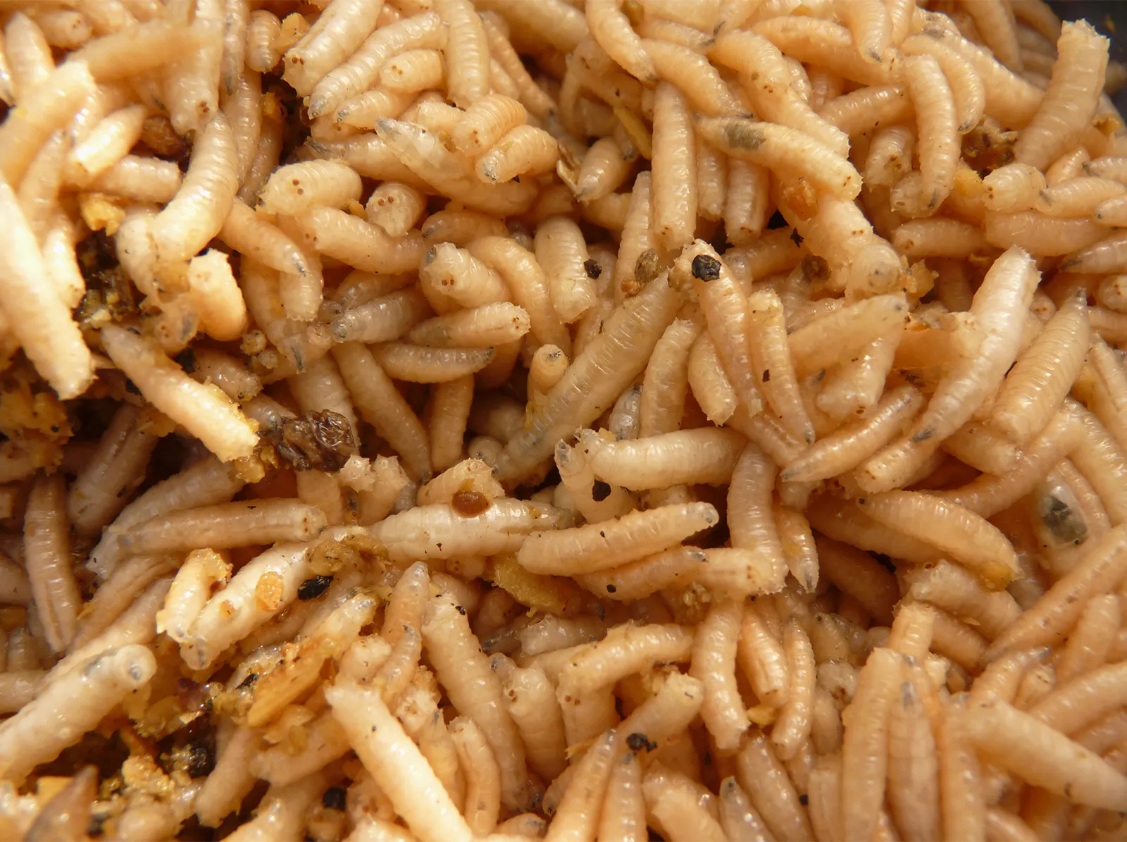 A group of maggots