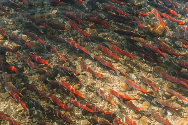 Group of fish swimming upstream | Image Source: Pexels