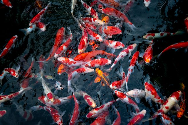A school of orange koi